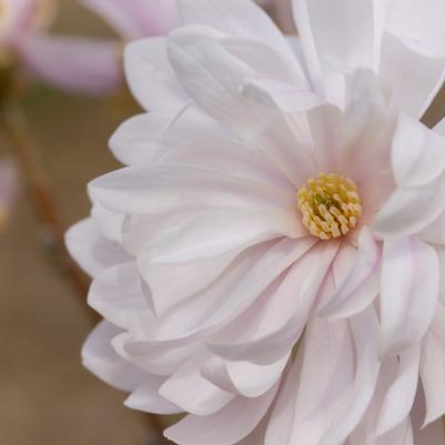 Magnolia stella Centennial Blush™