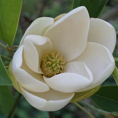 Magnolia virginiana 