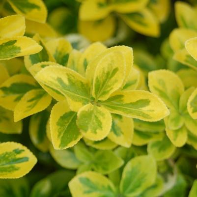 Euonymus f. Gold Splash®