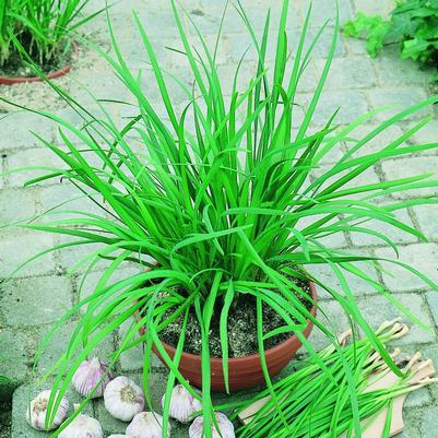 Allium tuberosum 'Geisha'