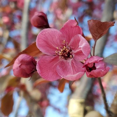 Malus 'Perfect Purple'