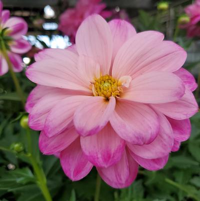 Dahlia Dalaya® Pink White