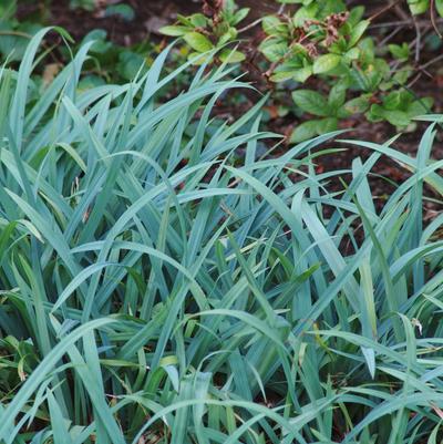 Carex flaccosperma 