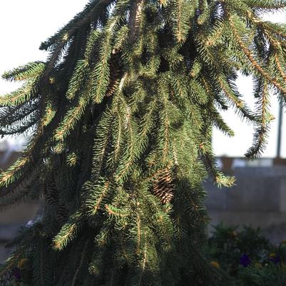 Picea abies Pendula