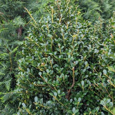 Ilex crenata Steeds