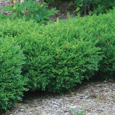 Buxus microphylla 'Franklins Gem'