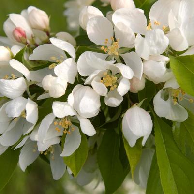 Malus 'Spring Snow'