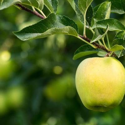 Malus 'Yellow Delicious'