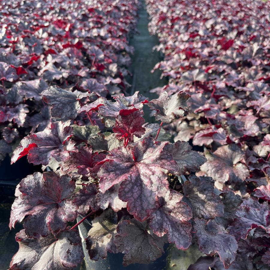 Heuchera 'Plum Pudding'