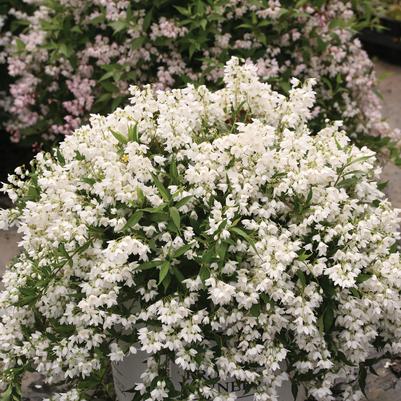 Deutzia x Yuki Snowflake®