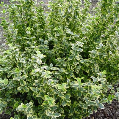 Euonymus f. 'Emerald 'n' Gold'