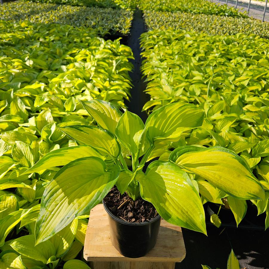 Hosta 'Stained Glass'