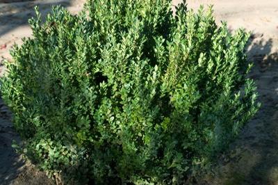 Buxus microphylla var. japonica Green Mountain