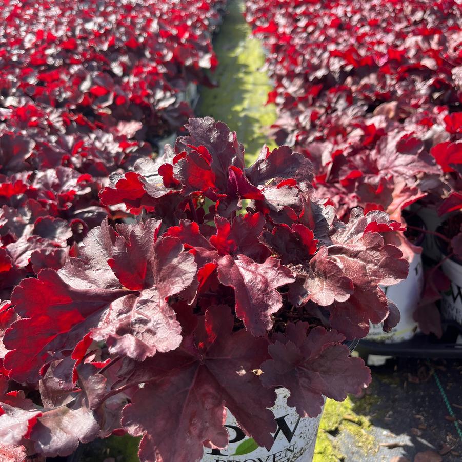 Heuchera hybrid Primo™ 'Mahogany Monster'