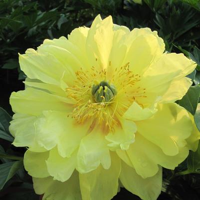 Paeonia 'Bartzella'