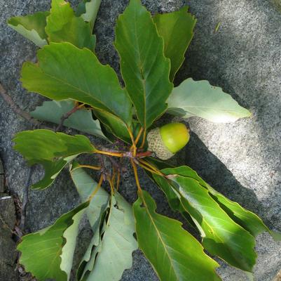 Quercus prinus 