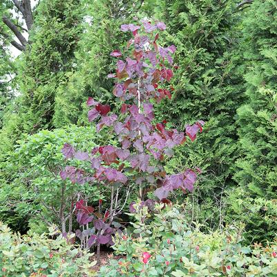 Cercis canadensis Midnight Express®