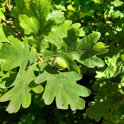 Quercus alba 