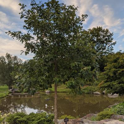 Quercus bicolor 