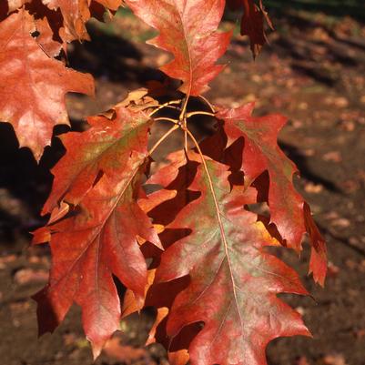 Quercus rubra 