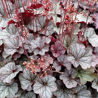 Heuchera Northern Exposure™ Silver