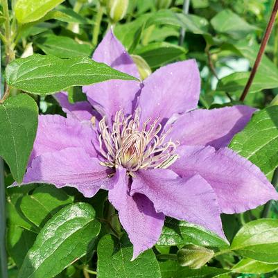 Clematis Bijou™