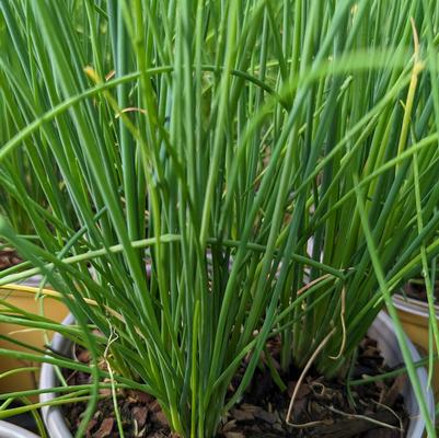 Allium schoenoprasum 'Staro'