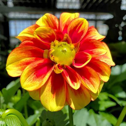 Dahlia Dalaya® Red + Yellow