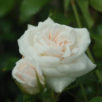 Rosa Iceberg