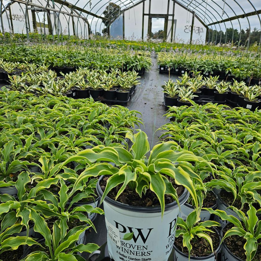 Hosta Shadowland® 'Voices in the Wind'