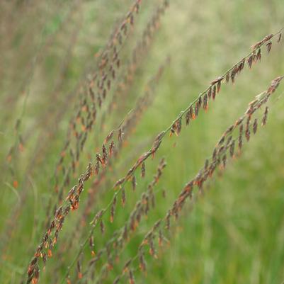 Bouteloua curtipendula 