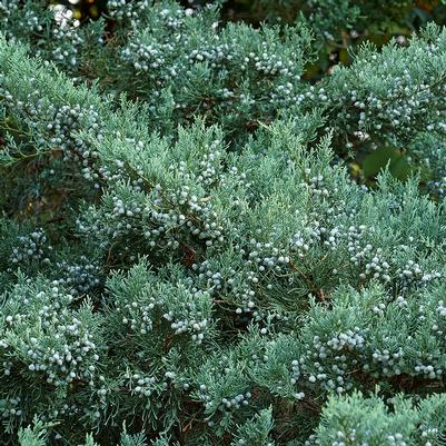 Juniperus virginiana 'Grey Owl'