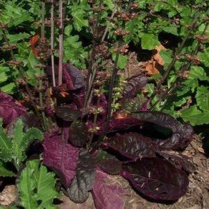 Salvia lyrata 'Purple Knockout'