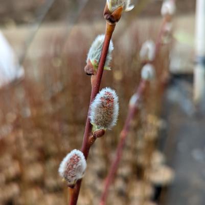 Salix discolor 