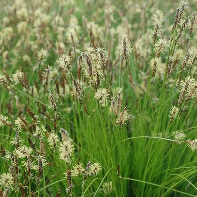 Carex pensylvanica 