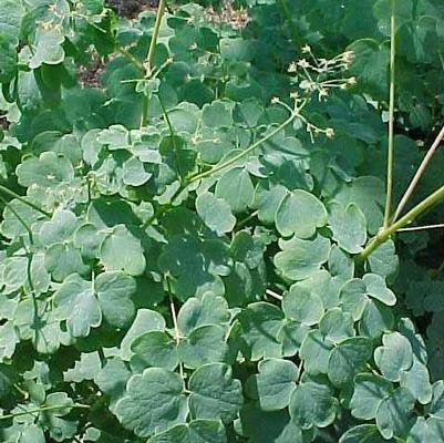 Thalictrum dioicum 