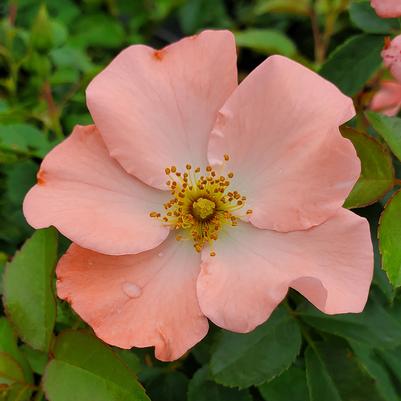 Rosa Flower Carpet- Coral