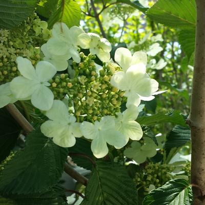 Viburnum p. t. Mariesii