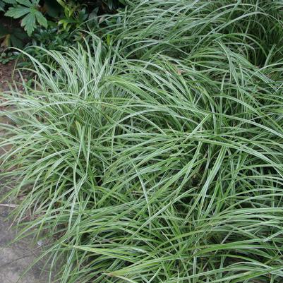 Carex morowii Silver Sceptre