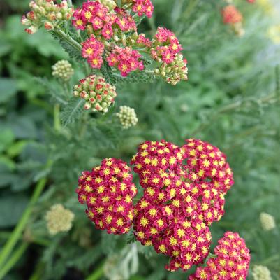 Achillea millefolium 'Strawberry Seduction'