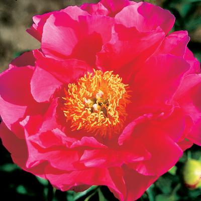 Paeonia lactiflora Paula Fay