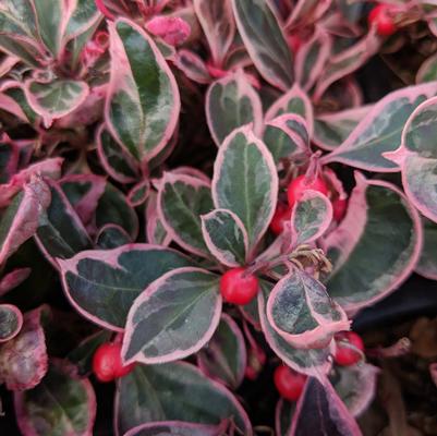 Gaultheria procumbens Winter Splash™