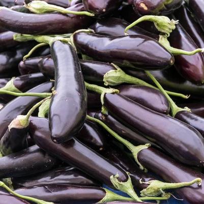 Eggplant 'Orient Express'