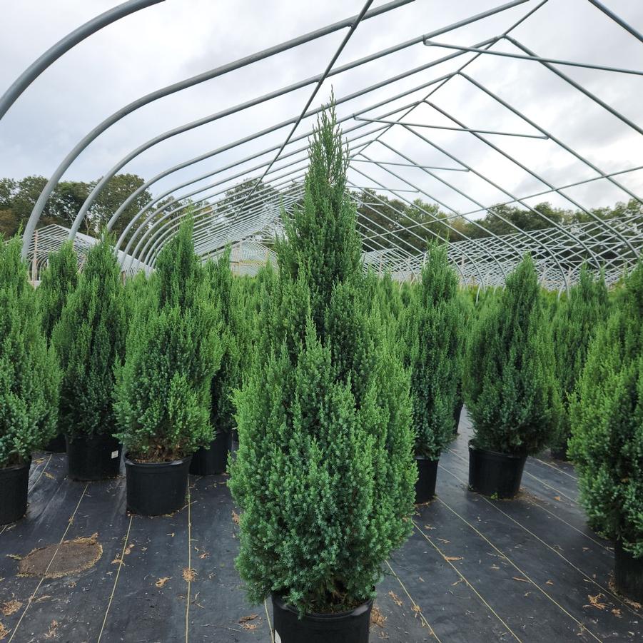 Juniperus chinensis Blue Point