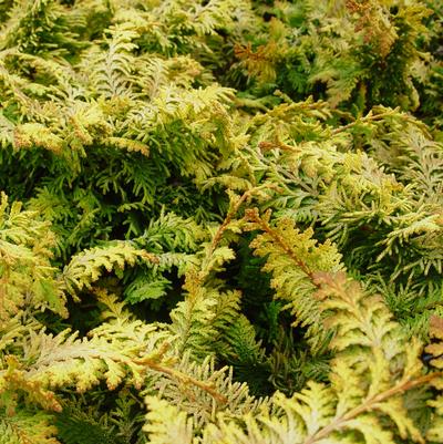 Chamaecyparis obtusa 'Fernspray Gold'