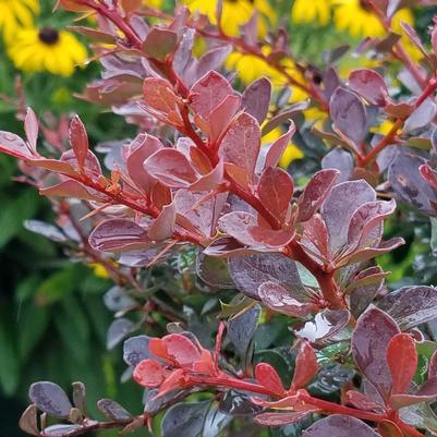 Berberis WorryFree® Crimson Cutie®