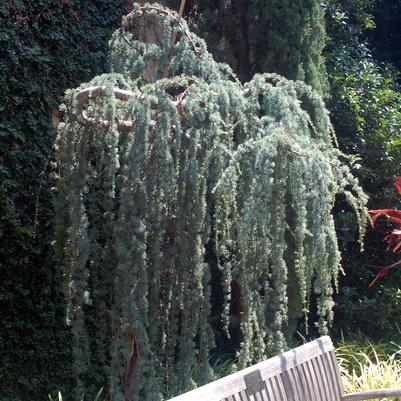 Cedrus atlantica Glauca Pendula