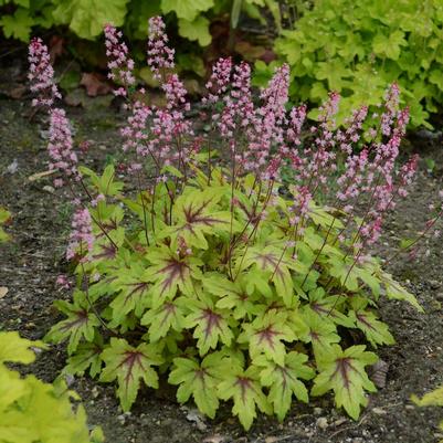 Heucherella hybrid Fun and Games® Fun and Games® 'Eye Spy'