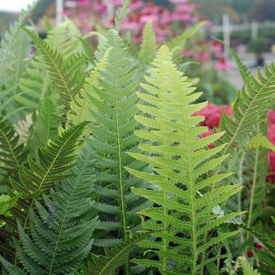 Thelypteris decursive-pinnata 