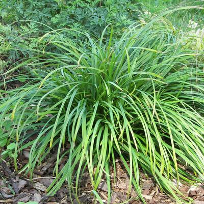 Carex amphibola 